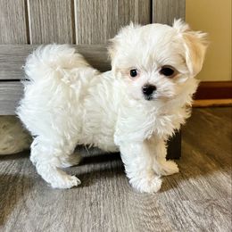 Rhodes - White and tan male Maltese puppy in Morehead, Kentucky from Paw Perfect Pets