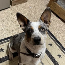 Australian Cattle Dog, Australian Shepherd, Companion Cross, and Miniature Australian Shepherd Puppies from MK Aussies