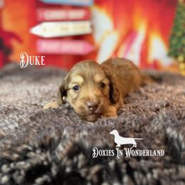Duke - Cream male Dachshund puppy in Rainier, Oregon from Doxies in Wonderland