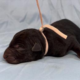 Private - Bi-color male German Shepherd puppy in Beech Grove, Arkansas from Ze Zadnich lesu