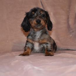 Dachshund Puppies from Sparkles & Spurs Mini Dachshunds