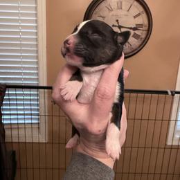 Poppy - Black tri female Miniature Australian Shepherd puppy in Romney, West Virginia from South Branch Mini Aussies
