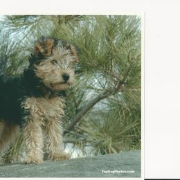 Lakeland Terrier Puppies from Wardrum