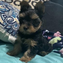 Yorkshire Terrier Puppies from Coffeycup Yorkies