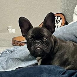 Ollie - French Bulldog
