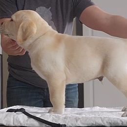 NICK - Yellow Labrador Retriever puppy in Deer Park, Washington from PFR Labradors