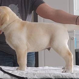 NICK - Yellow Labrador Retriever puppy in Deer Park, Washington from PFR Labradors