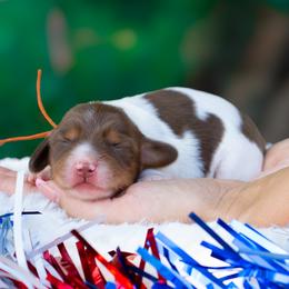 Indy - Piebald female Dachshund puppy in Fort Myers, Florida from Blossom Paws