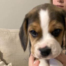 Boy 2 - Black tan and white Beagle puppy in Crawfordville, Indiana from Flatbroke Beagles