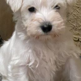Miniature Schnauzer Puppies from Rose Lane Schnauzers