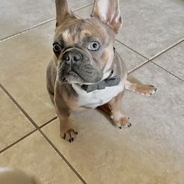 Gus Gus - French Bulldog