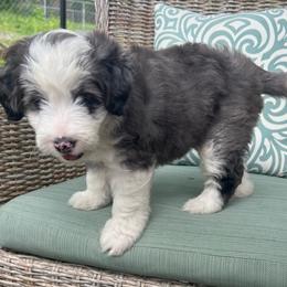 Girl 3 - Blue merle female Aussiedoodle puppy in Scottsboro, Alabama from Lisa’s Curly Puppies