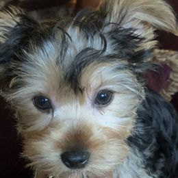 Yorkshire Terrier Puppies from YorkiStars