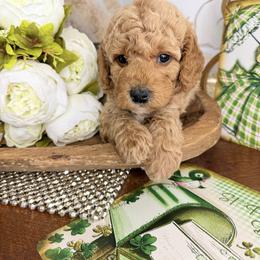 Goldendoodle puppies from Arkie Doodles