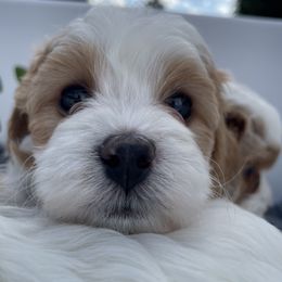 Cavapoo Puppies from Ellas.Pups