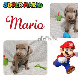 MARIO - Silver gray male Weimaraner puppy in Ferrum, Virginia from LAAT Weims