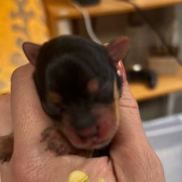 Eve - Black & tan tri-color female Morkie puppy in Winston Salem, North Carolina from Patty’s Paws