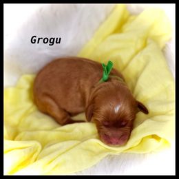 Boy 2 - Cavapoo puppy in Spokane, Washington from Treasured Cavaliers of the Pacific Northwest