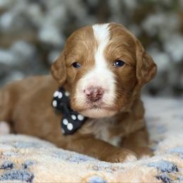 Black-nibbles - Red male Bernedoodle puppy in Yuciapa, California from AlltheDoodlez_
