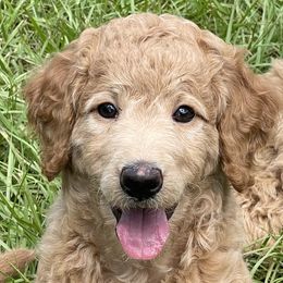 Girl 1 - Apricot Poodle puppy in St. Johns County, Florida from Skylark Legacy Farm Poodles & Doodles