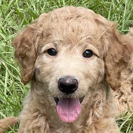 Girl 1 - Apricot Poodle puppy in St. Johns County, Florida from Skylark Legacy Farm Poodles & Doodles