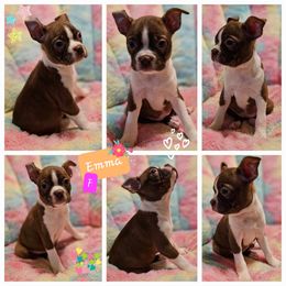 Emma - Boston Terrier puppy in Boston, Massachusetts from Boston Collections