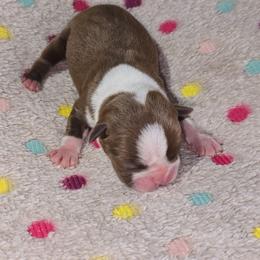 Alexa Bliss - Red female Boston Terrier puppy in Millers Creek, North Carolina from Tumbling Shoals Hilltop Bostons