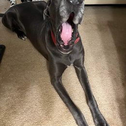 Levi - Great Dane