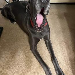 Levi - Great Dane