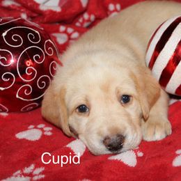 Cupid - Yellow Labrador Retriever puppy in New Jersey from SommerLabs