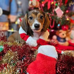 Franziska - Red female Dachshund puppy in Pocasset, Massachusetts from Dachs of the Bay
