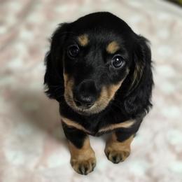 Black and Tan Male - Black and tan male Dachshund puppy in Lenoir, North Carolina from Yadkindale Kennel