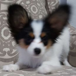 Boy 2 - White black and tan Papillon puppy in Plano, Texas from Enchanting Papillons