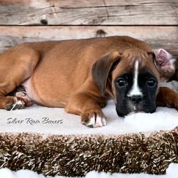 GARTH Boy 4 - Fawn Boxer puppy in Lafayette, Tennessee from Silver Rain