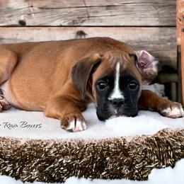 GARTH Boy 4 - Fawn Boxer puppy in Lafayette, Tennessee from Silver Rain