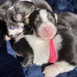 Pembroke Welsh Corgi Puppies from MG Corgis