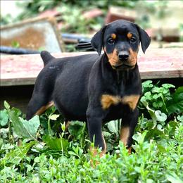 Averitia - Black and rust female Doberman Pinscher puppy in Lebanon, Ohio from Lady Mae Bassets & Doberman