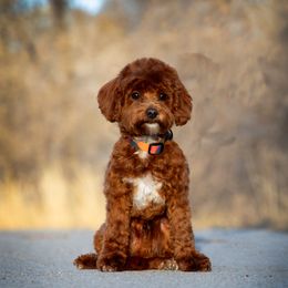 Watson - Goldendoodle