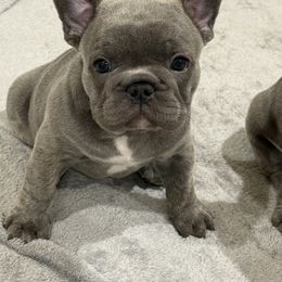 French Bulldog Puppies from 609 Frenchies