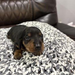 Girl 3 - Black and tan female Dachshund puppy in Mobile, Alabama from Lady and the Tramp Dachshunds