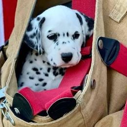 Dalmatians from HatTrick Dalmatians