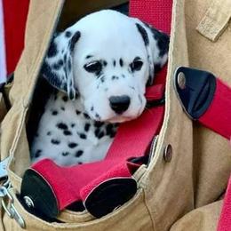 Dalmatians from HatTrick Dalmatians