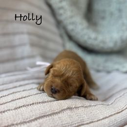 Holly - Red and white female Cockapoo puppy in Alexandria, Alabama from Bright and Beautiful Cockapoos and Doodles