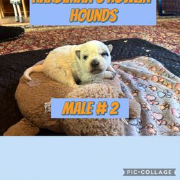 Male 2 - Blue speckled male Australian Cattle Dog puppy in Dillwyn, Virginia from Hardiman’s Howlin’ Hounds