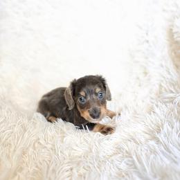 Patriot - Blue and tan male Dachshund puppy in Lubbock, Texas from West Texas Dachshunds LLC