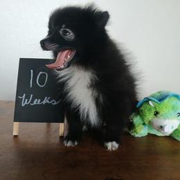Shadow - Black parti male Pomeranian puppy in Newark, Texas from Uniting Families Pomeranians