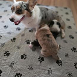 Fiona - American Corgi