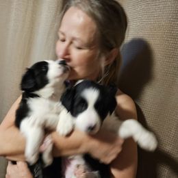 Border Collie All Grown Up from Deanna Kuhl