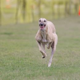Greyhound puppies from ARK Kennels