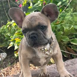 BRINKS - Blue male French Bulldog puppy in Taylorsville, North Carolina from SilverLining highlands and hounds